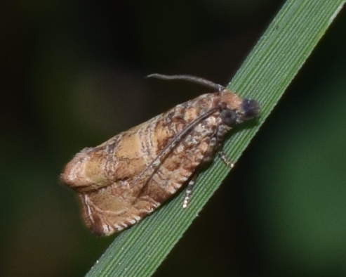 Celypha cespitana (Tortricidae)?  S !
